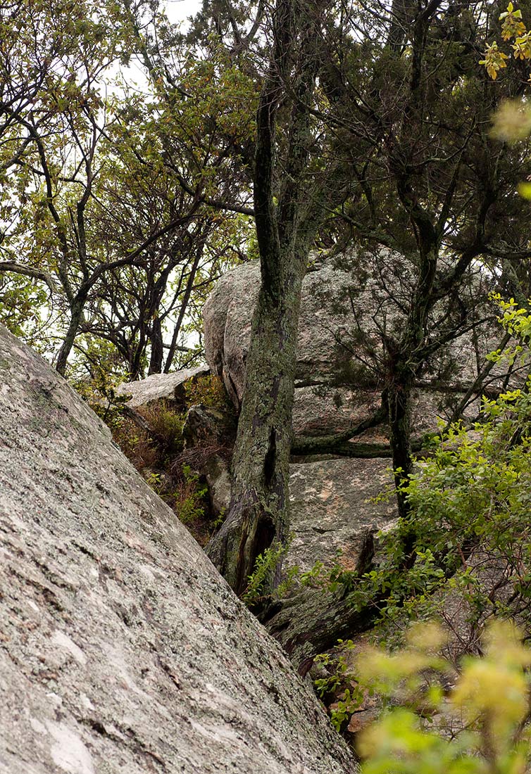 Juniperus procera