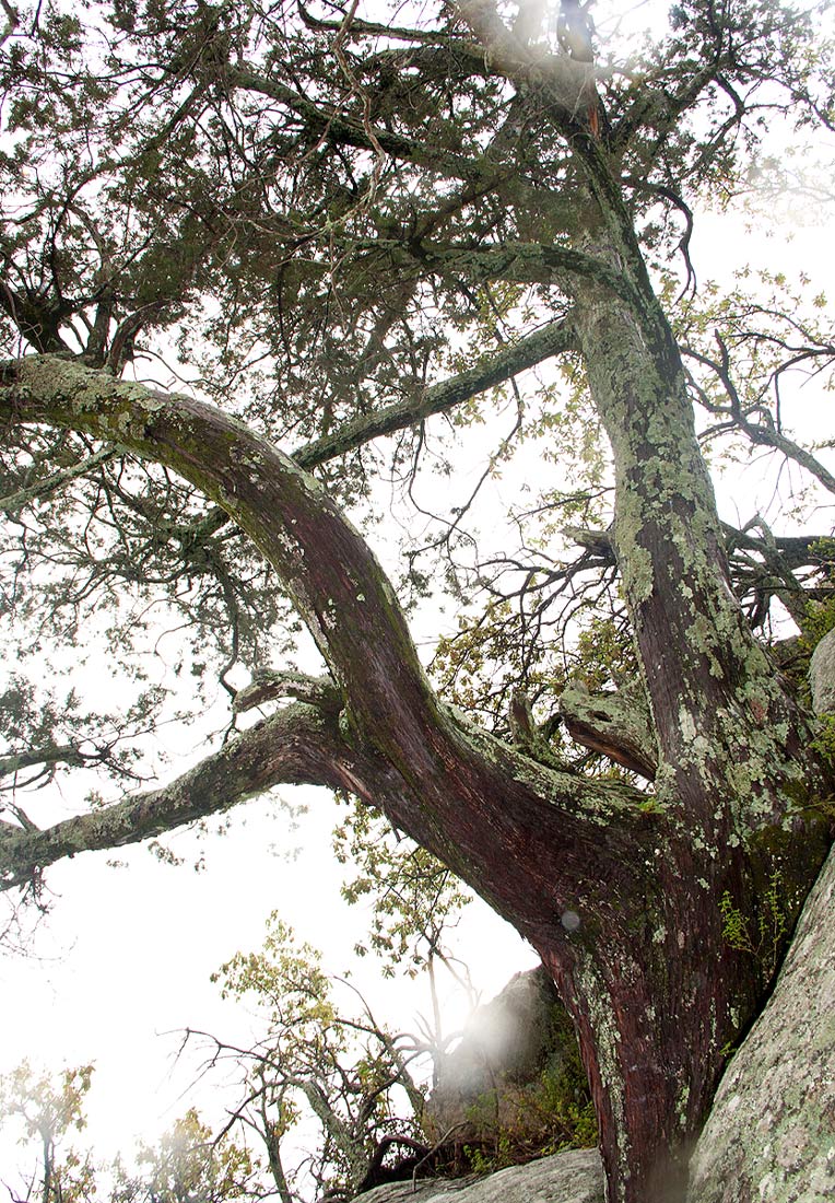 Juniperus procera