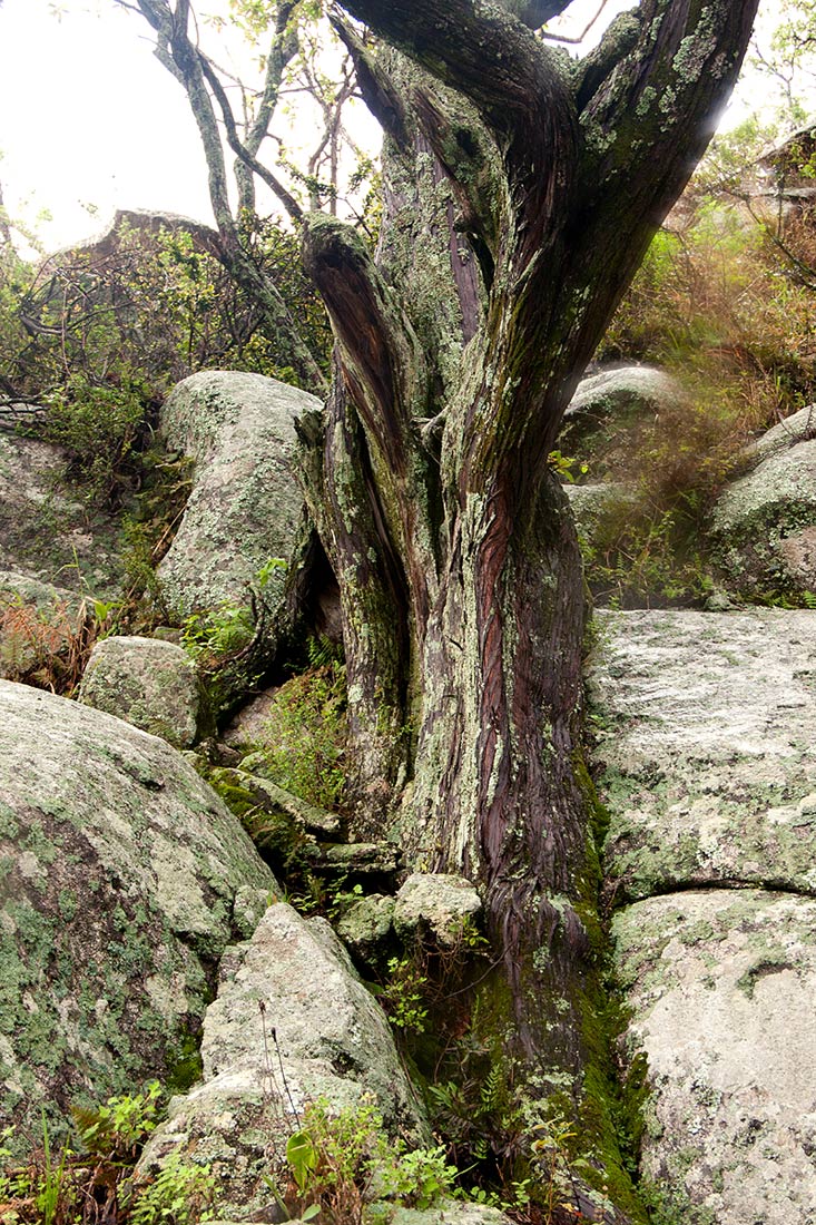 Juniperus procera