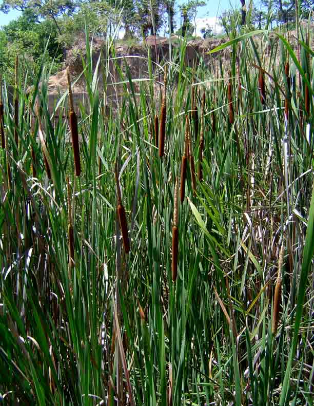 Typha capensis Typha capensis