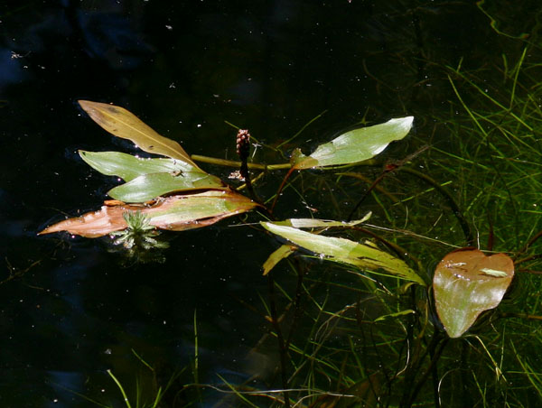Potamogeton nodosus