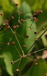 Alisma plantago-aquatica