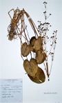 Caldesia parnassifolia