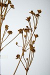 Caldesia parnassifolia
