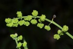Burnatia enneandra
