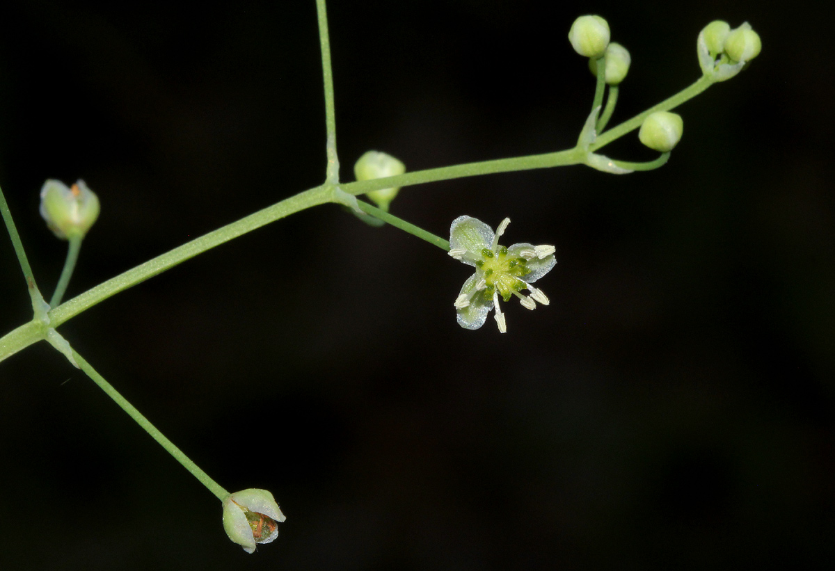 Burnatia enneandra