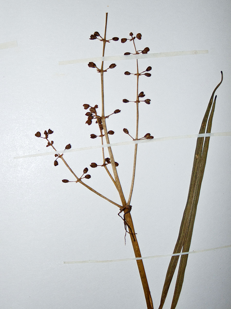 Burnatia enneandra