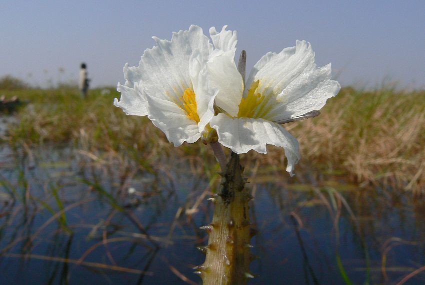 Ottelia muricata