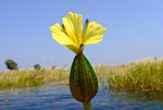 Ottelia ulvifolia subsp. ulvifolia