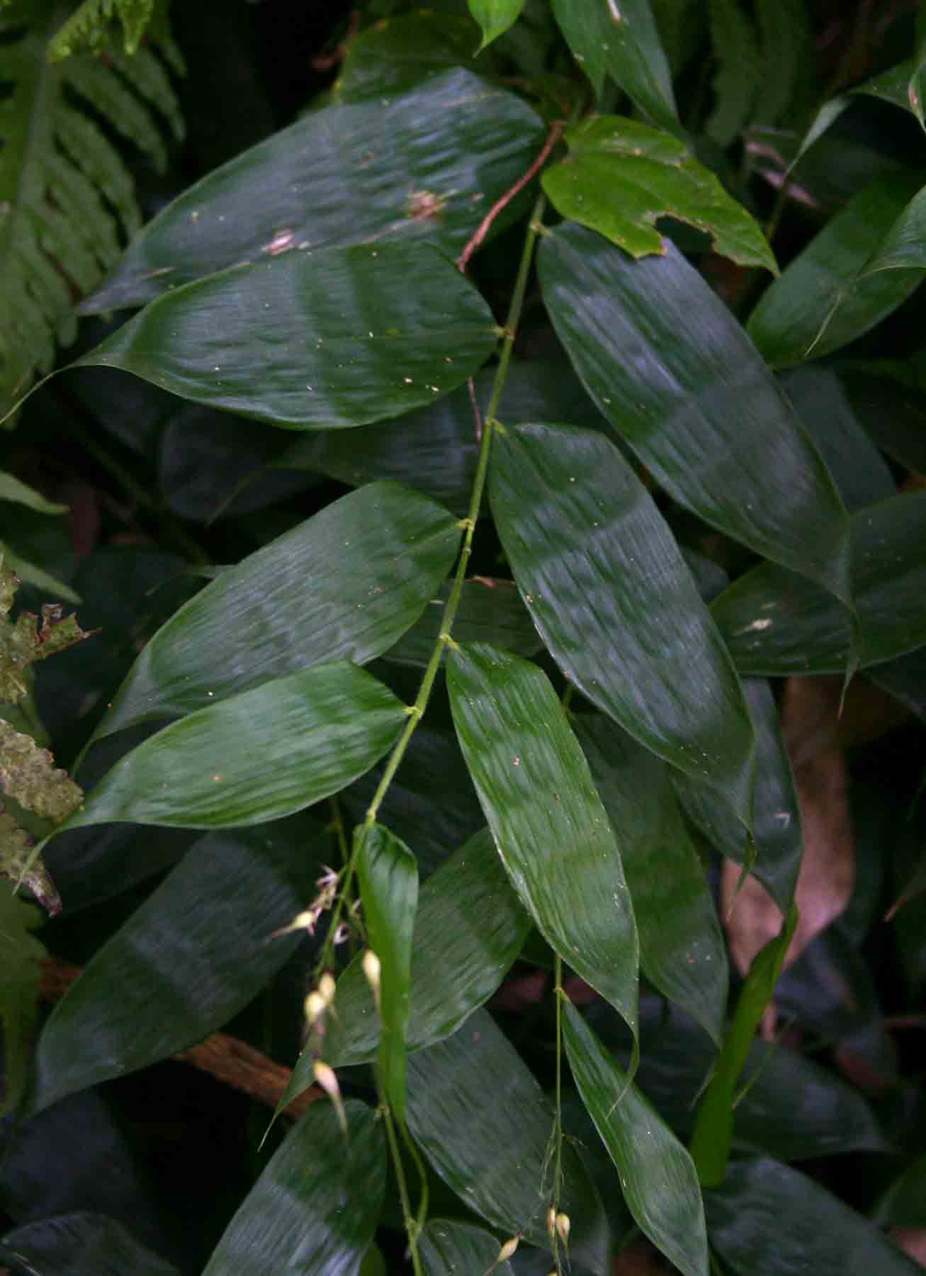 Olyra latifolia Olyra latifolia