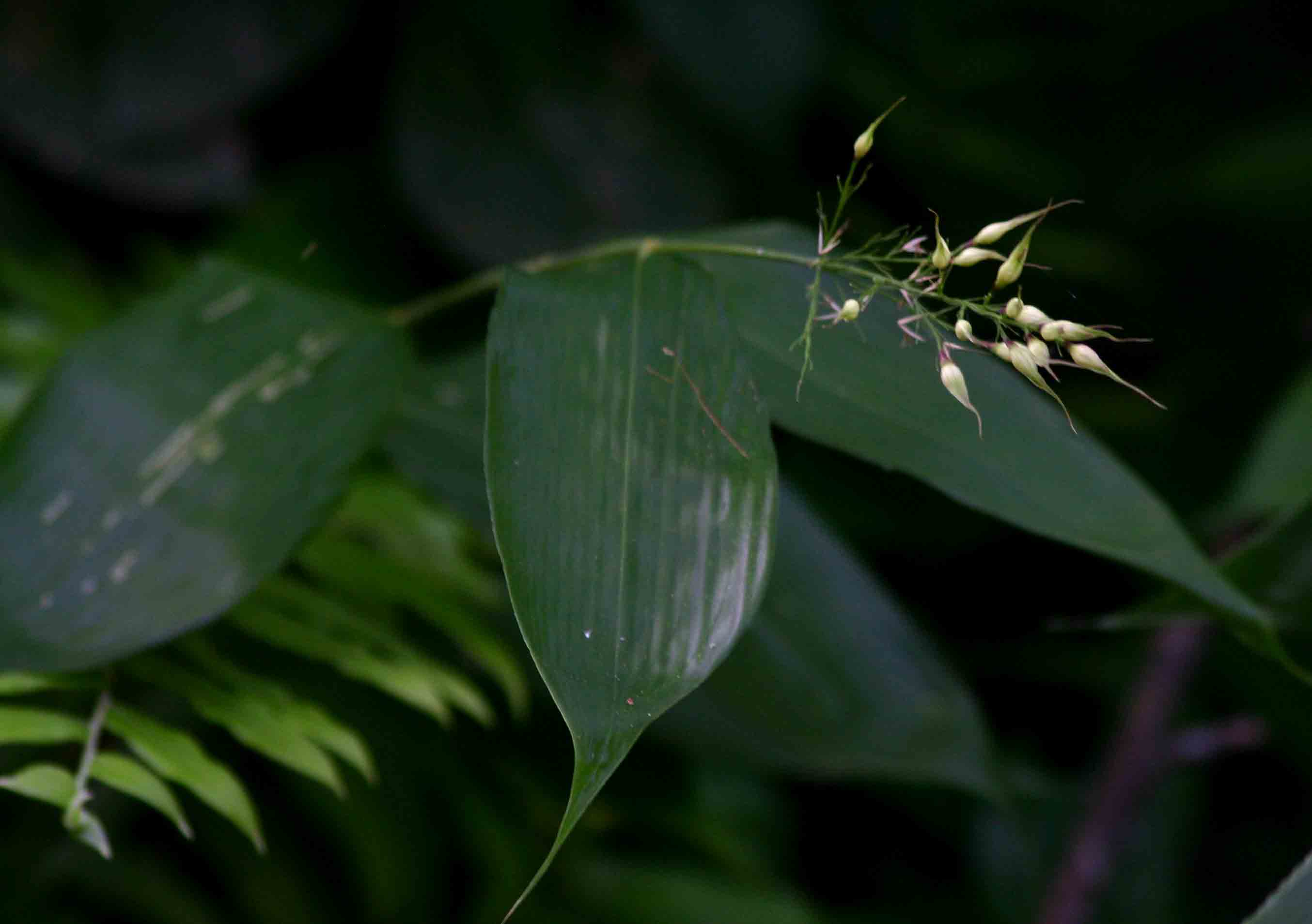 Olyra latifolia Olyra latifolia
