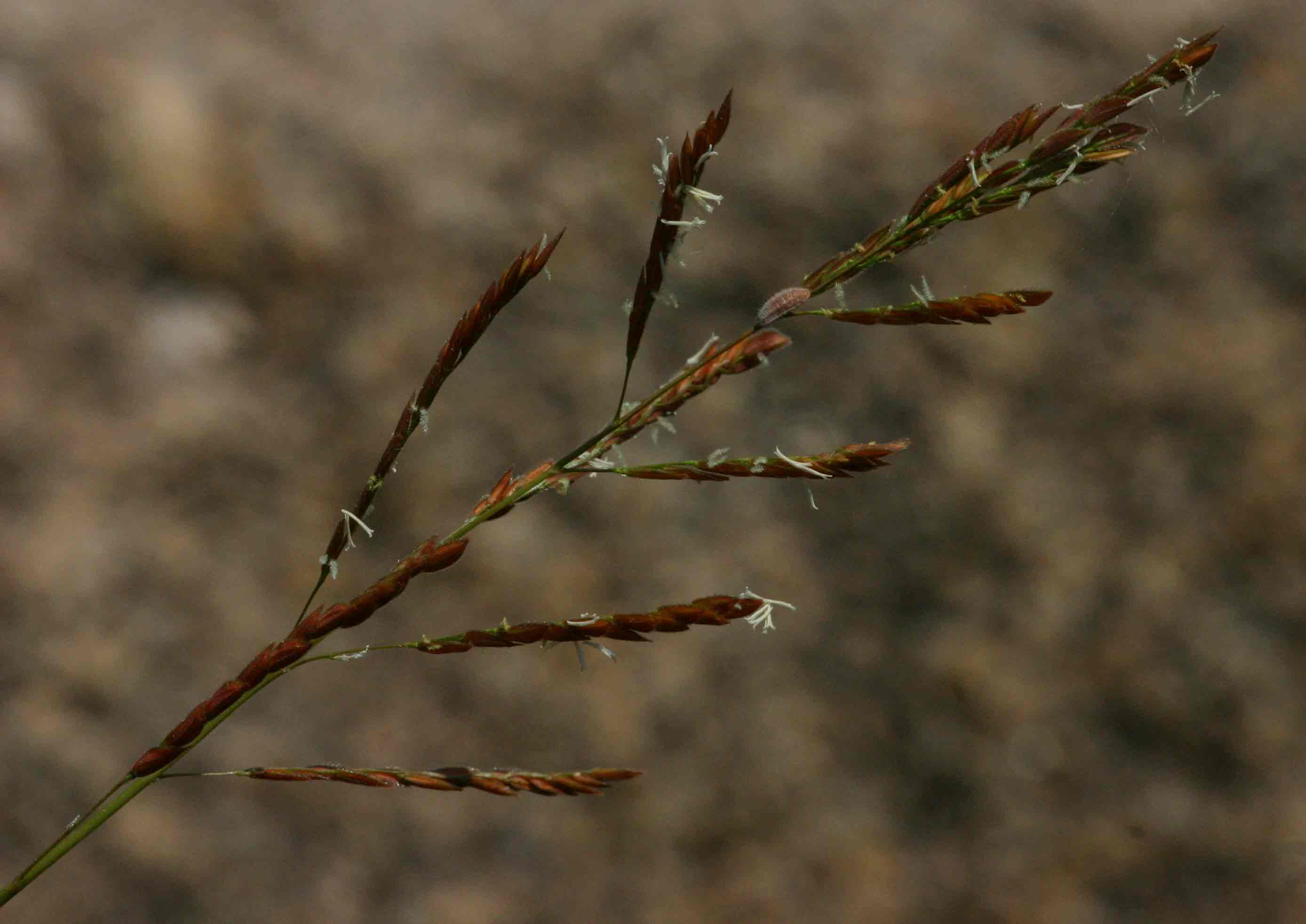 Leersia hexandra