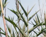 Phragmites mauritianus