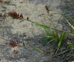 Eragrostis patens