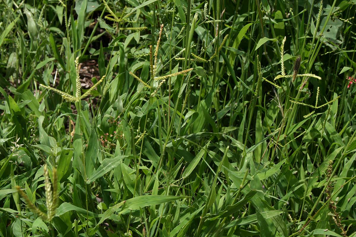 Acrachne racemosa Acrachne racemosa