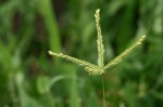 Acrachne racemosa
