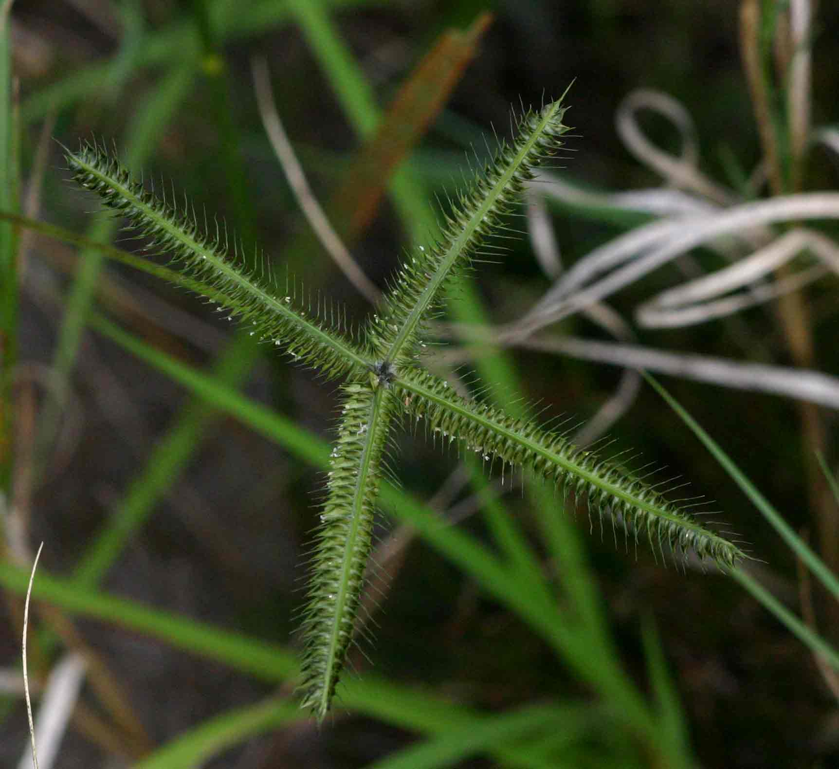 Dactyloctenium aegyptium Dactyloctenium aegyptium