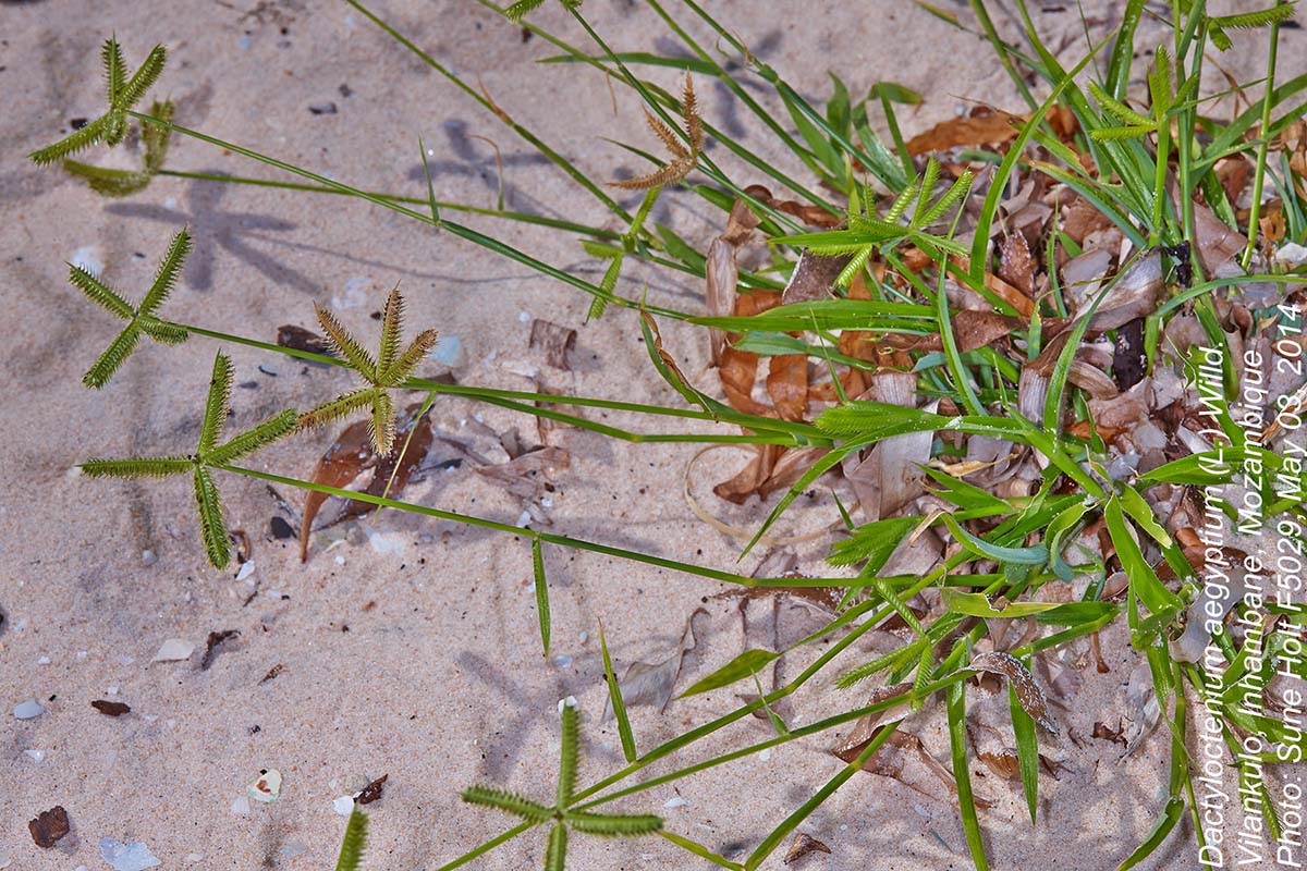 Dactyloctenium aegyptium Dactyloctenium aegyptium