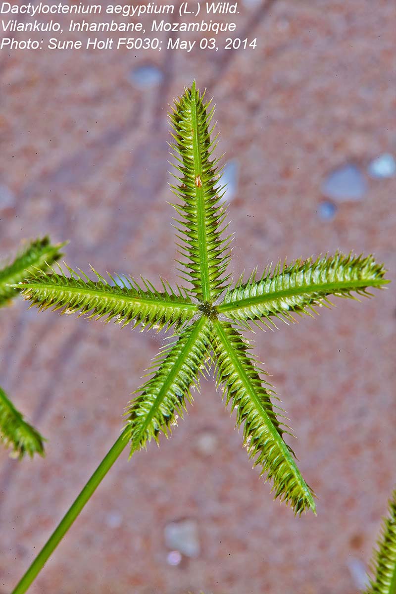 Dactyloctenium aegyptium Dactyloctenium aegyptium