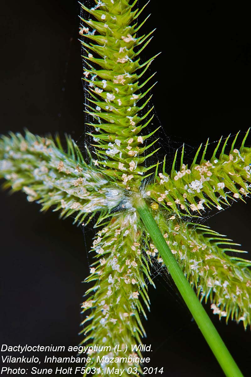 Dactyloctenium aegyptium Dactyloctenium aegyptium