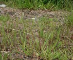 Chloris pycnothrix