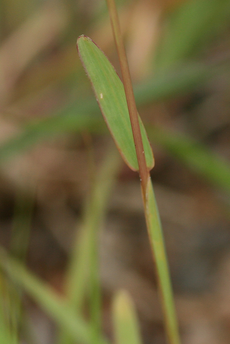 Chloris pycnothrix