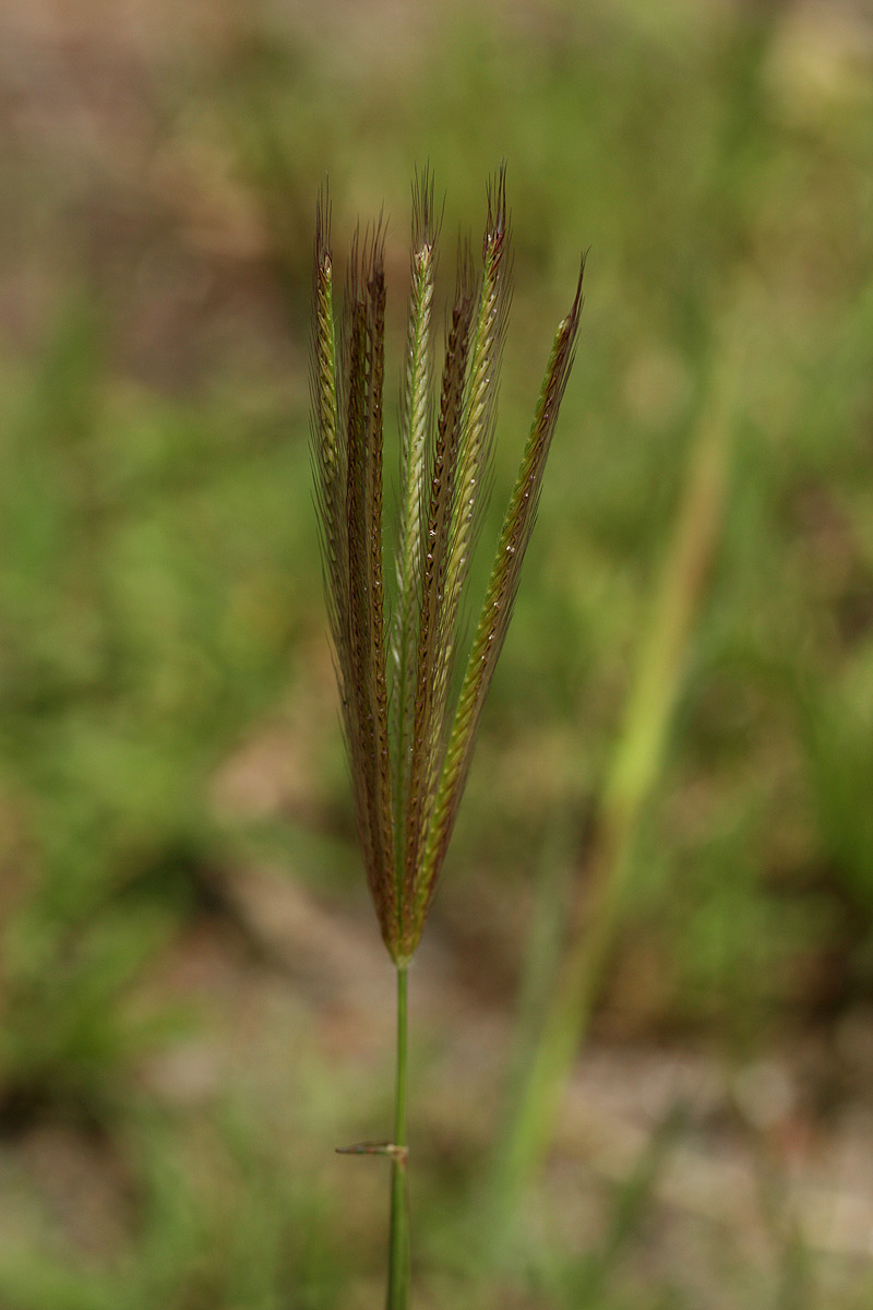 Chloris virgata
