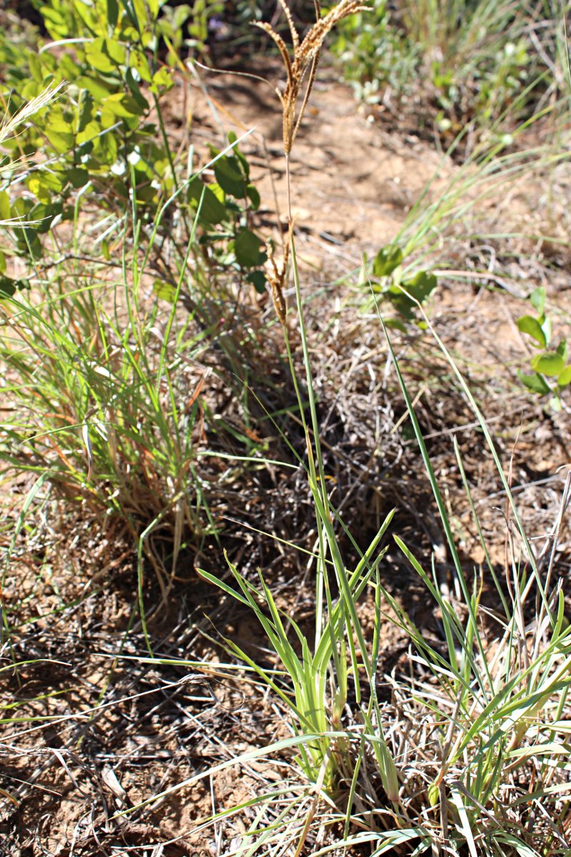 Eustachys paspaloides Eustachys paspaloides