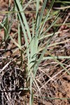Eustachys paspaloides