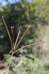 Eustachys paspaloides