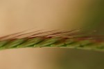 Enteropogon macrostachyus