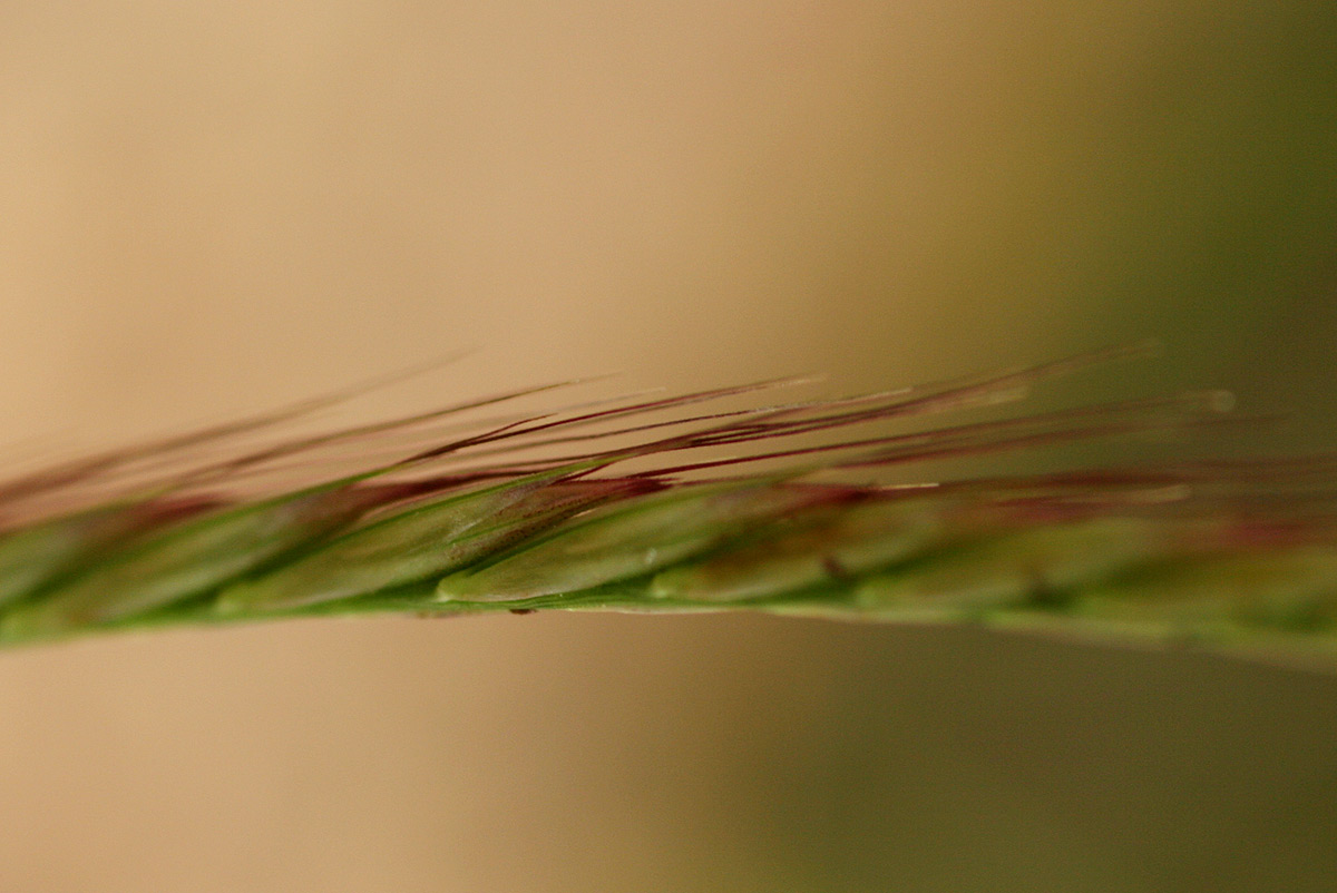 Enteropogon macrostachyus Enteropogon macrostachyus
