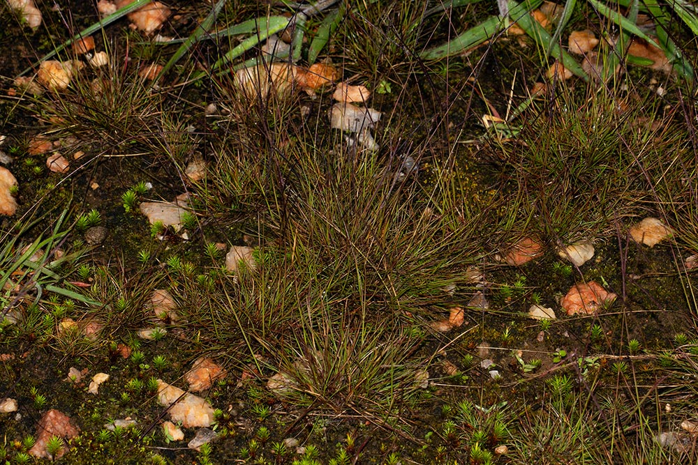 Microchloa kunthii Microchloa kunthii