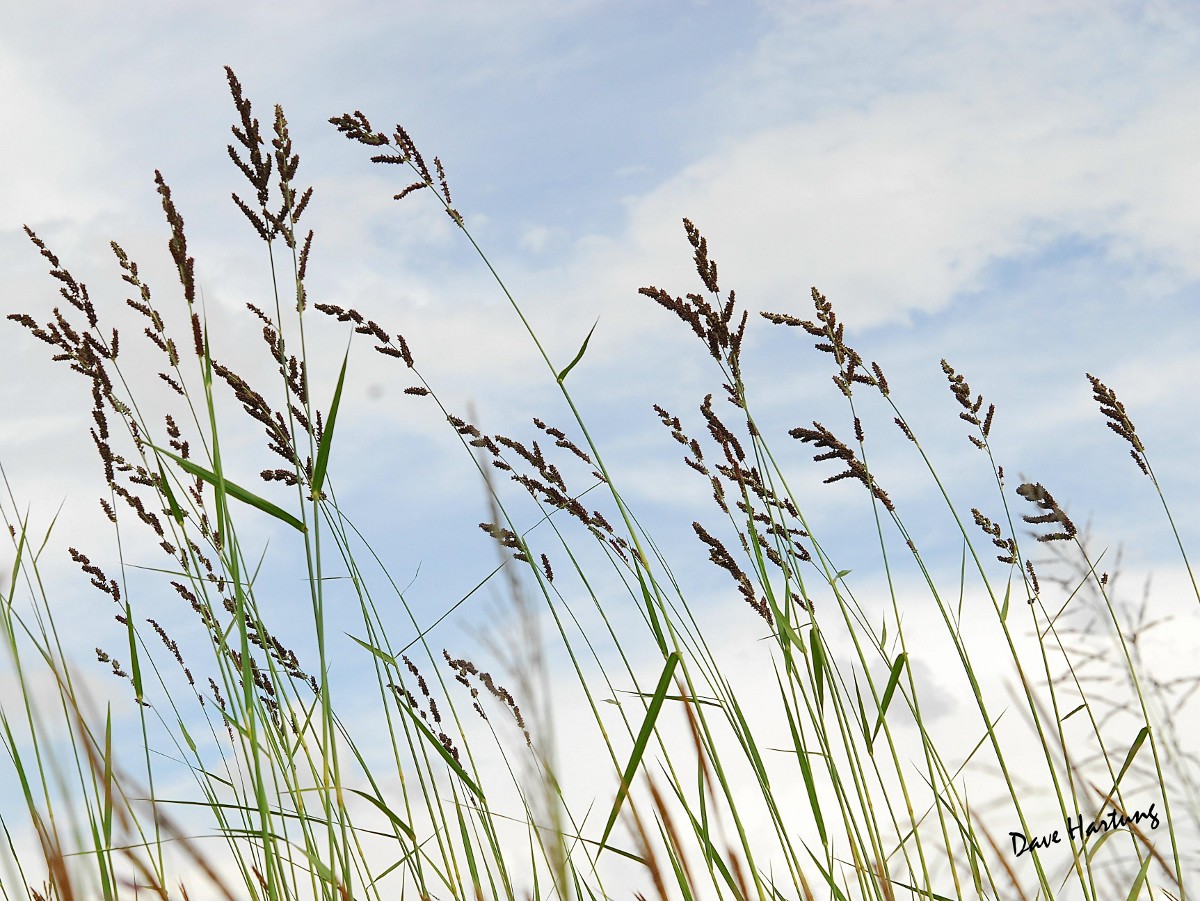 Echinochloa pyramidalis