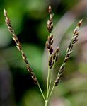 Alloteropsis semialata subsp. semialata