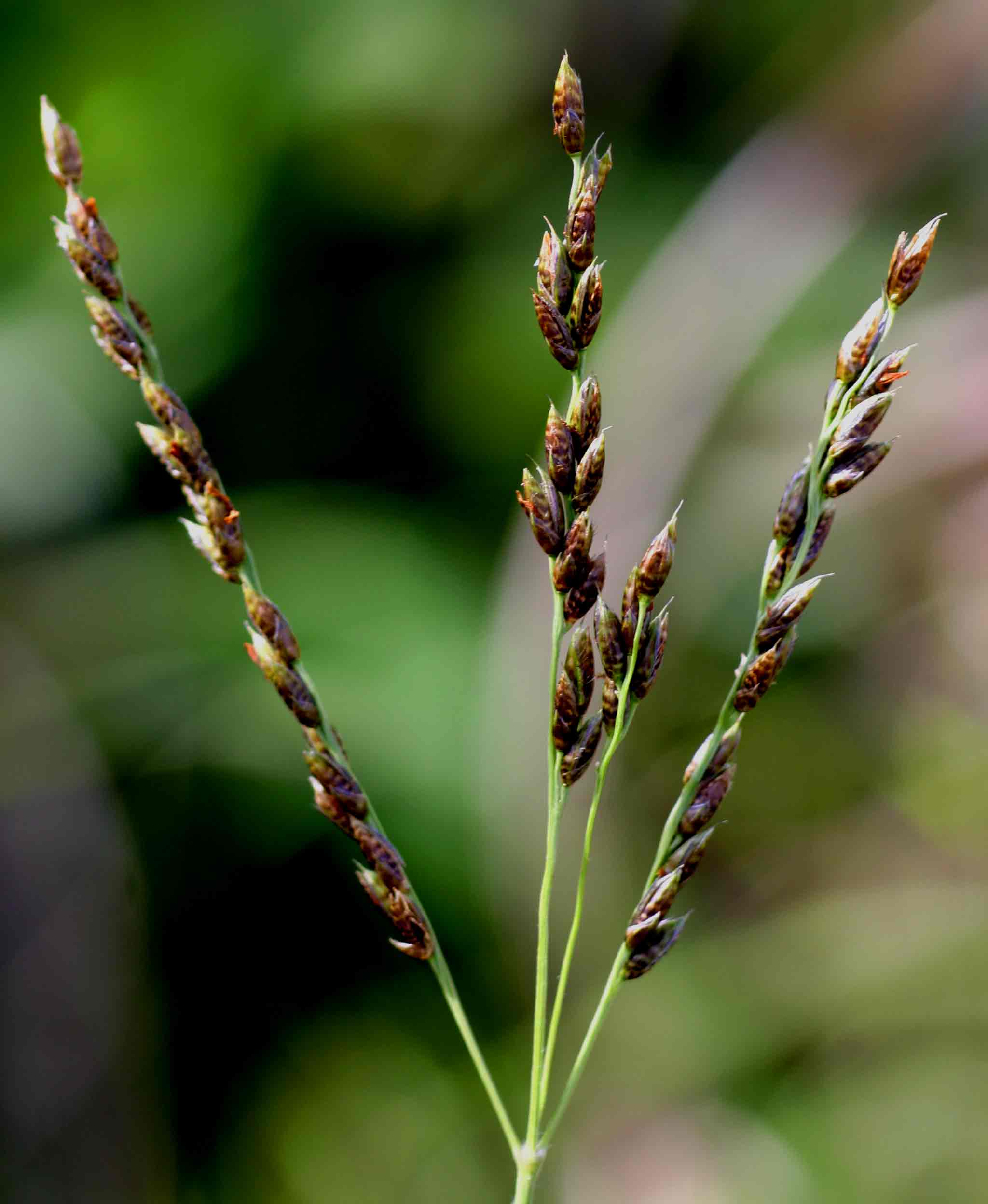 Alloteropsis semialata subsp. semialata Alloteropsis semialata subsp. semialata