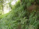 Setaria lindenbergiana