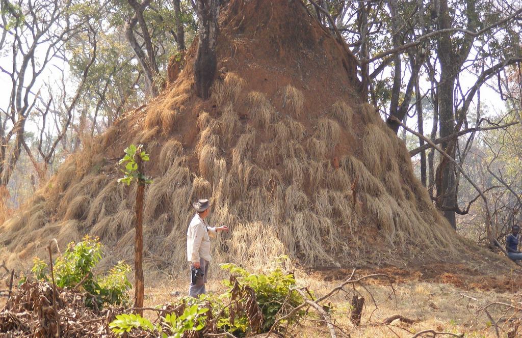 Setaria lindenbergiana