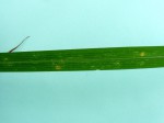 Setaria lindenbergiana