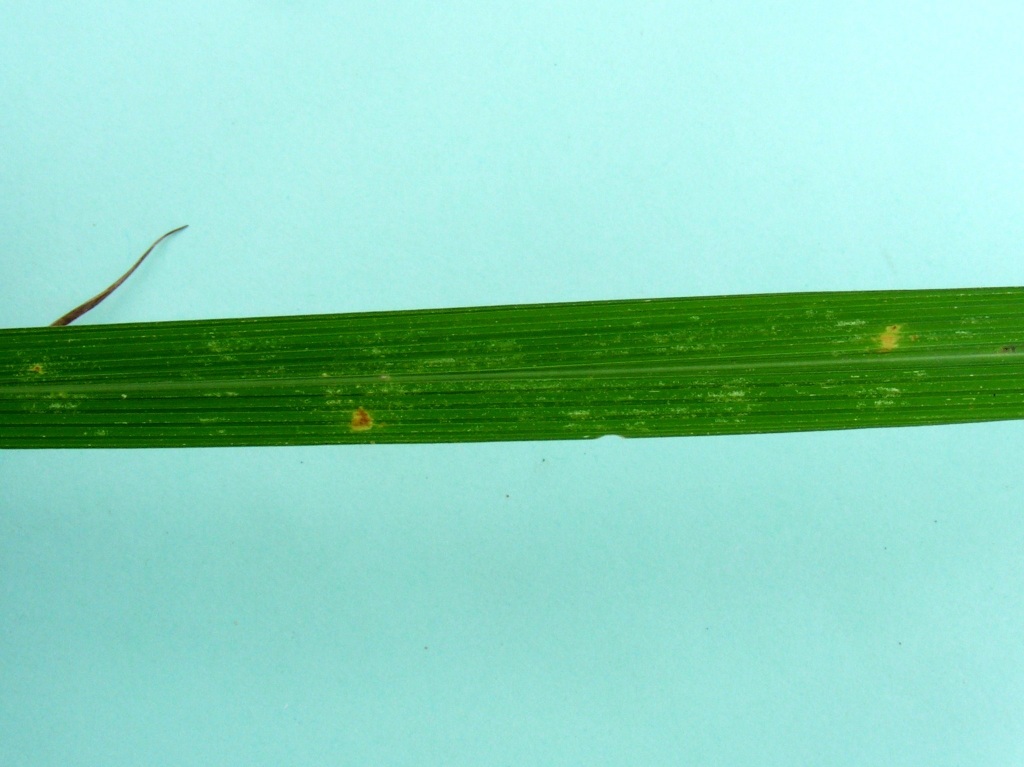 Setaria lindenbergiana