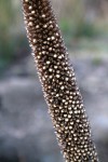 Cenchrus americanus