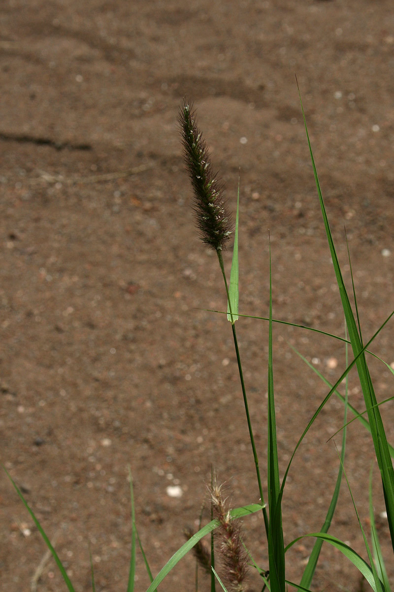 Cenchrus ciliaris