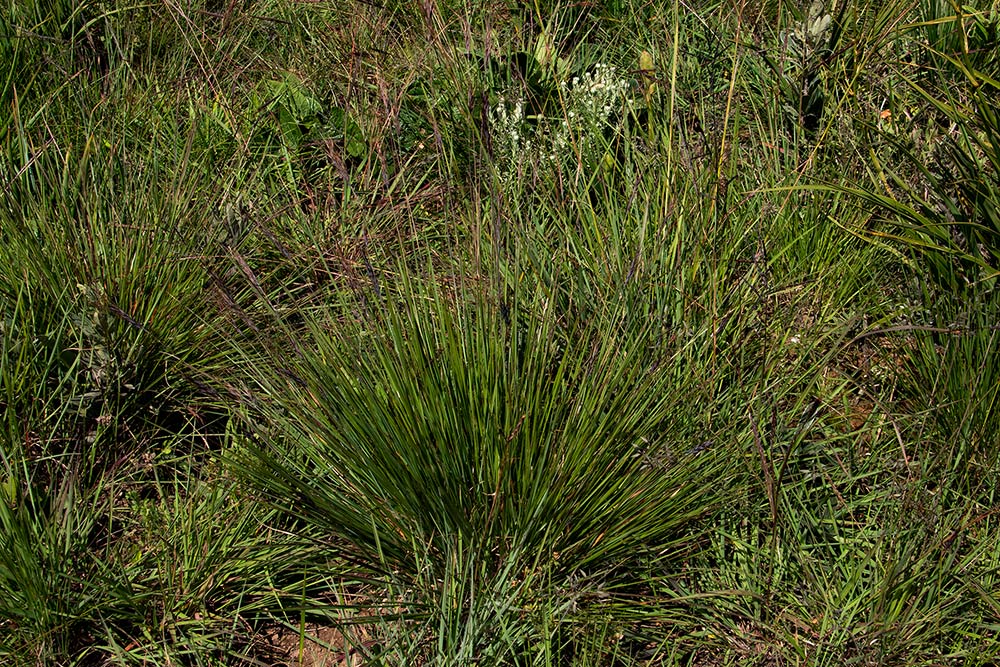 Loudetia simplex Loudetia simplex