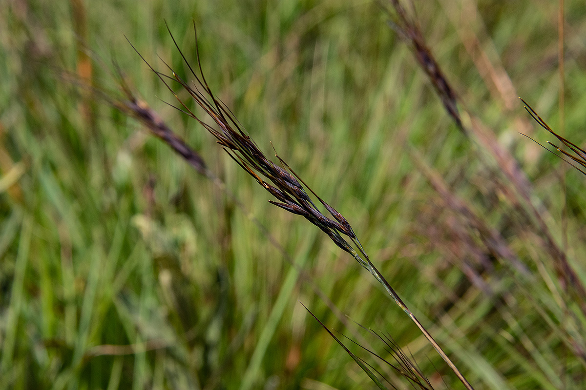 Loudetia simplex