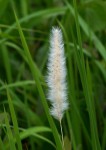 Imperata cylindrica