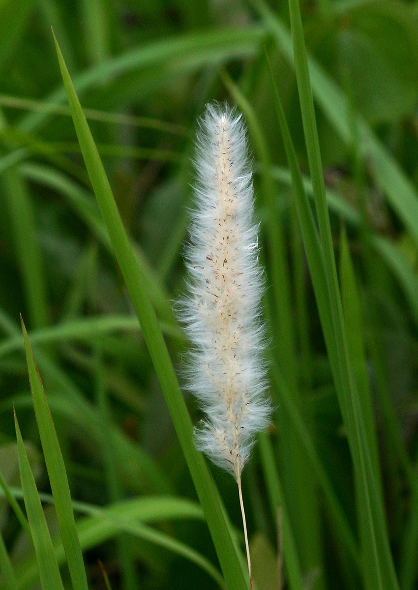 Imperata cylindrica