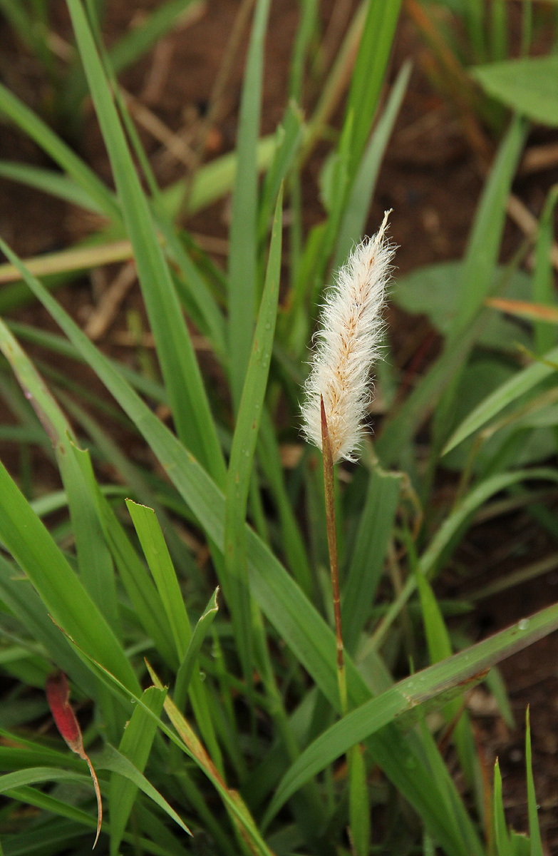 Imperata cylindrica Imperata cylindrica