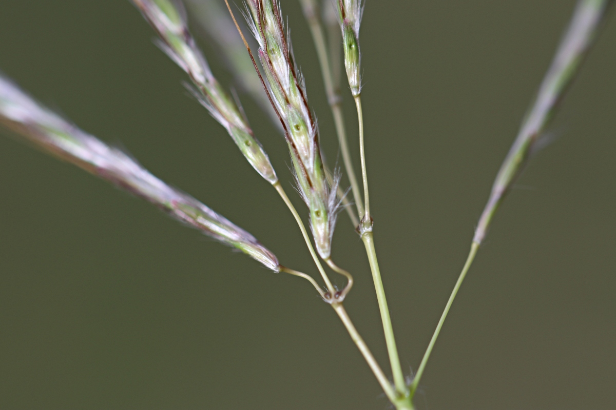 Bothriochloa insculpta Bothriochloa insculpta