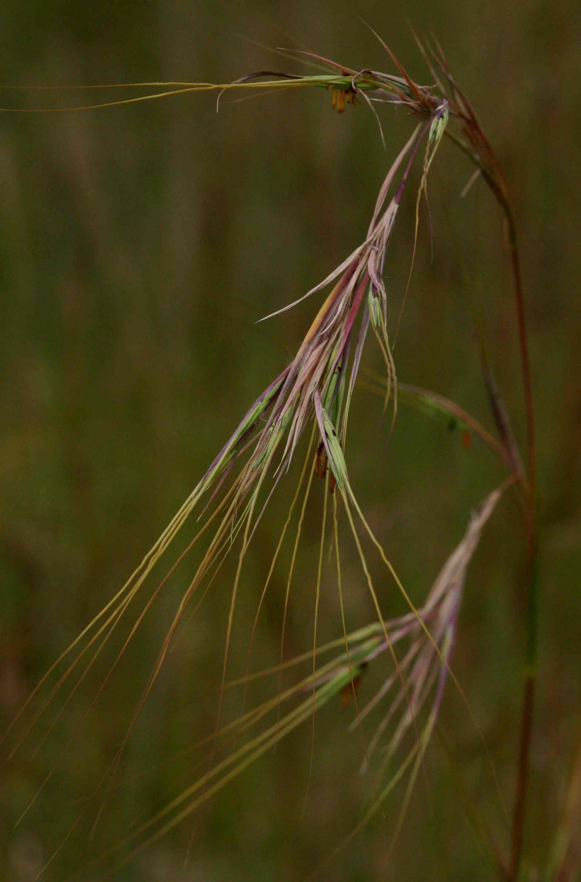 Hyperthelia dissoluta