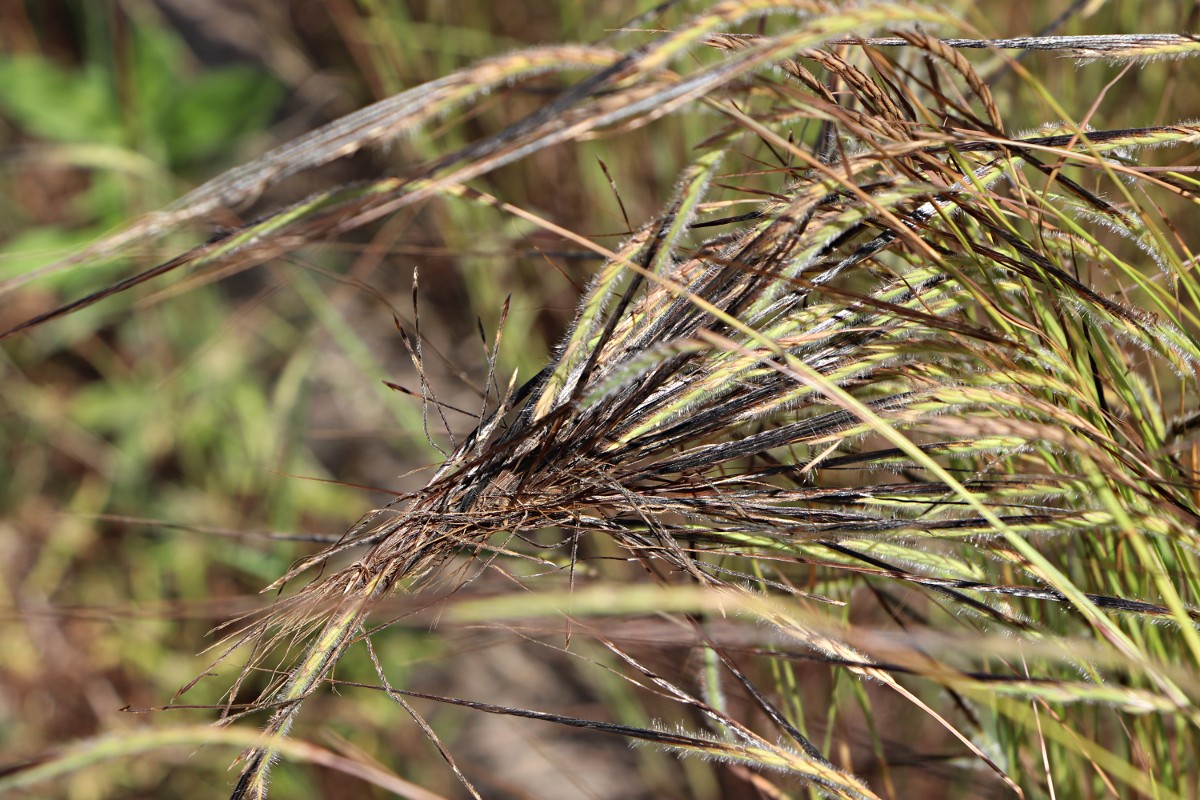 Heteropogon contortus Heteropogon contortus